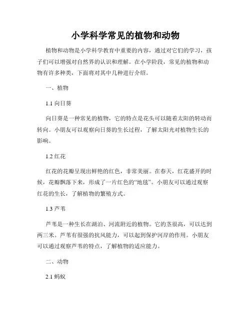 小学科学常见的植物和动物
