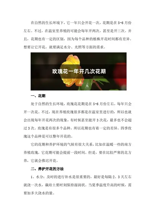 玫瑰花一年开几次花期