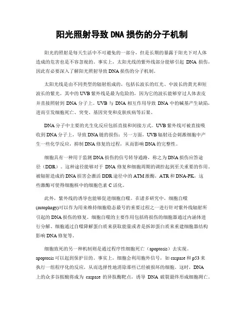 阳光照射导致DNA损伤的分子机制