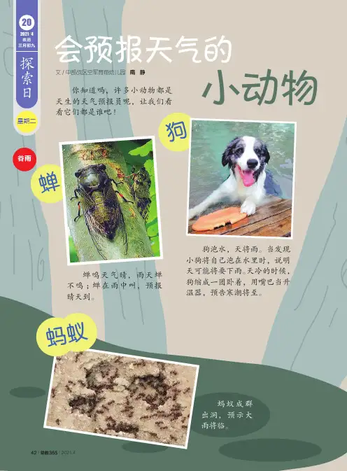 会预报天气的小动物
