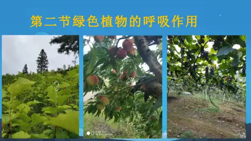 3.5.2绿色植物的呼吸作用课件(21张PPT)2023-2024年人教版七年级上册