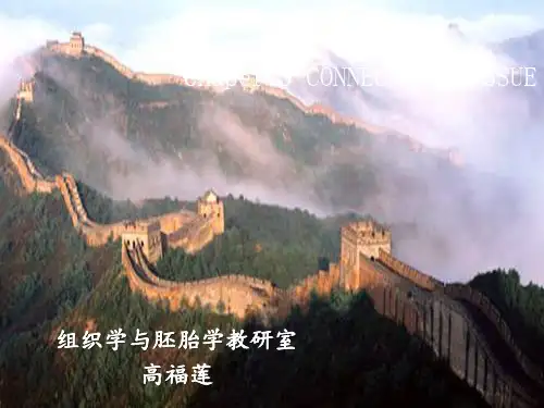 结缔组织ppt课件