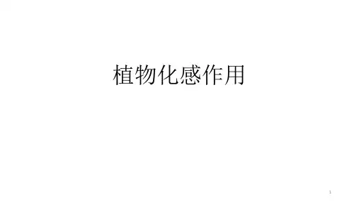 植物化感作用ppt课件