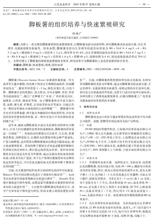 脚板薯的组织培养与快速繁殖研究