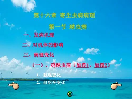 寄生虫病病理PPT教学课件(1)