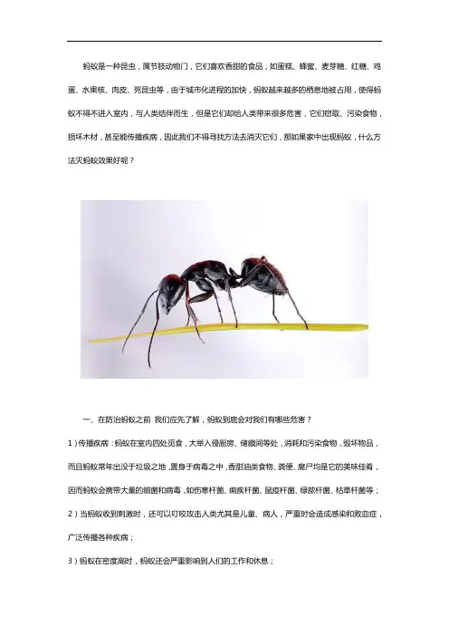 蚂蚁的特点及灭蚂蚁的方法