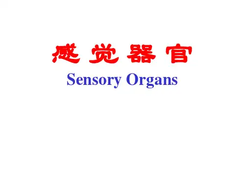 人体解剖学：感觉器官
