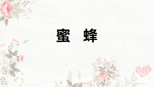 14.《蜜蜂》课件(共24张PPT)