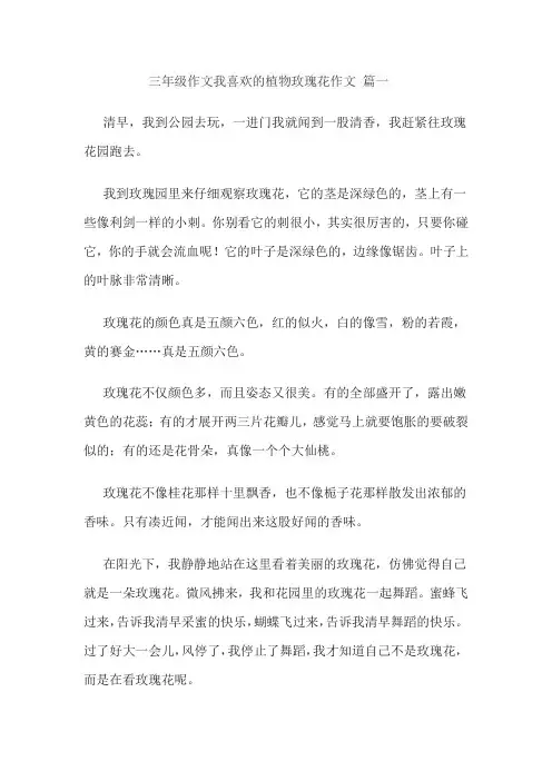 三年级作文我喜欢的植物玫瑰花作文