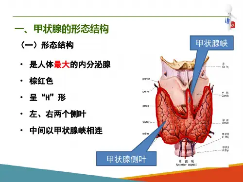 内分泌系统(人体解剖生理学课件)