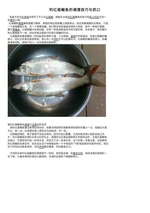 钓红尾鲴鱼的调漂技巧与抓口