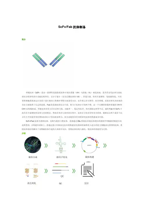 ScFv抗体制备