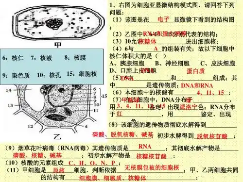 细胞膜的结构与功能