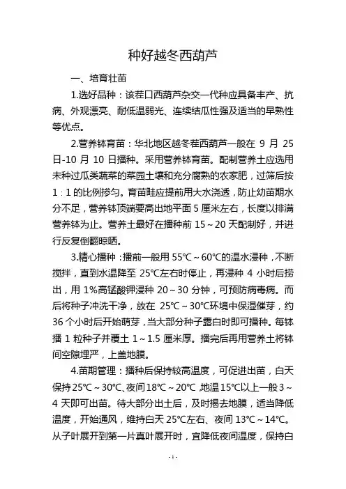 种好越冬西葫芦