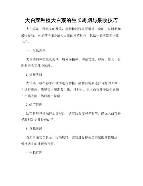 大白菜种植大白菜的生长周期与采收技巧