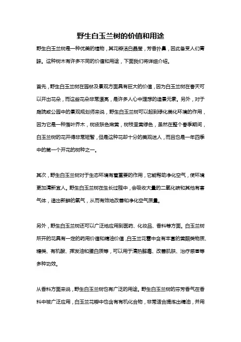 野生白玉兰树的价值和用途