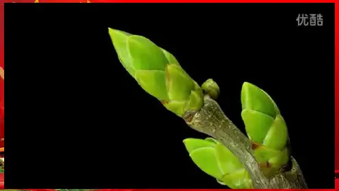 八年级生物上册 4.1.6《芽的类型和发育》课件1 