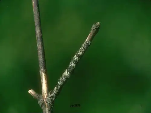 变色龙(苏教版五年级语文上册)  ppt课件