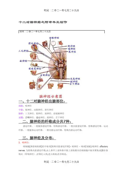 十二对脑神经(附图)