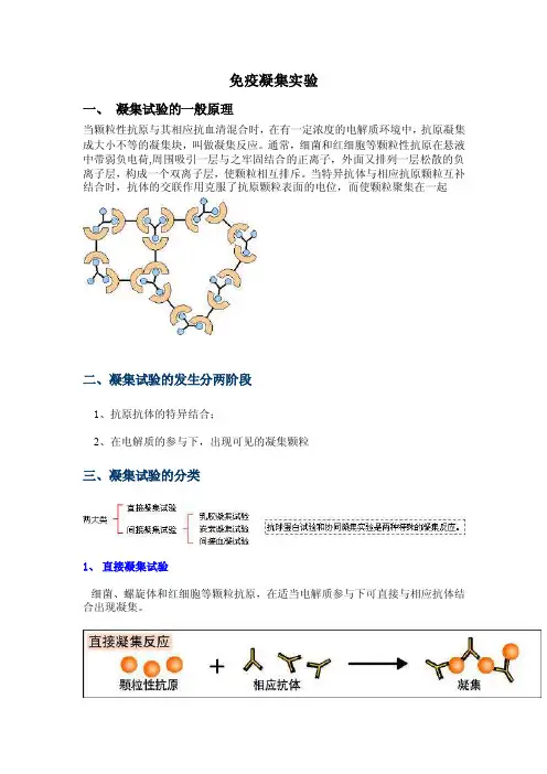 免疫凝集实验