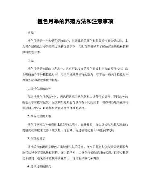 橙色月季的养殖方法和注意事项