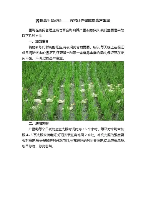 养鸭高手谈经验——五招让产蛋鸭提高产蛋率