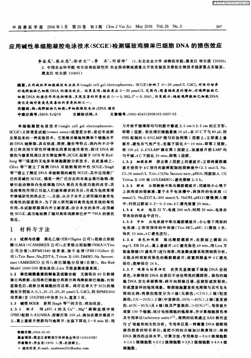 应用碱性单细胞凝胶电泳技术(SCGE)检测镉致鸡脾淋巴细胞DNA的损伤效应