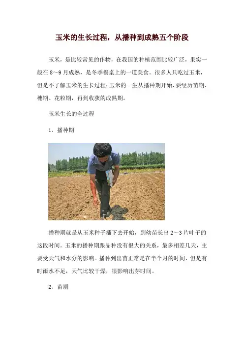玉米的生长过程,从播种到成熟五个阶段
