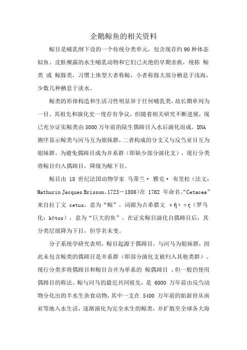 企鹅鲸鱼的相关资料