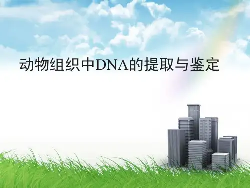 动物组织中DNA的提取与鉴定