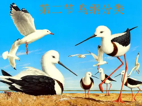 鸟纲分类