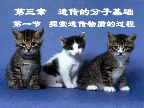 遗传分子基础ppt.ppt