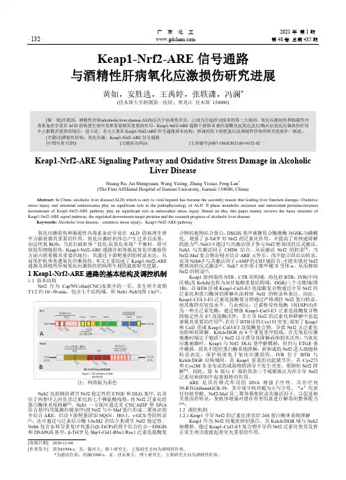 Keap1-Nrf2-ARE信号通路与酒精性肝病氧化应激损伤研究进展
