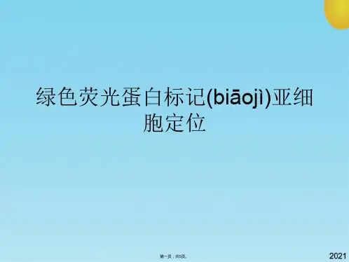 绿色荧光蛋白标记亚细胞定位(共5张PPT)
