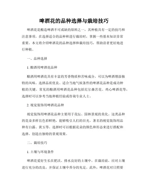 啤酒花的品种选择与栽培技巧