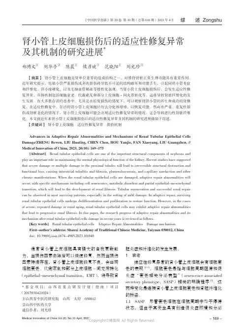 211170111_肾小管上皮细胞损伤后的适应性修复异常及其机制的研究进展