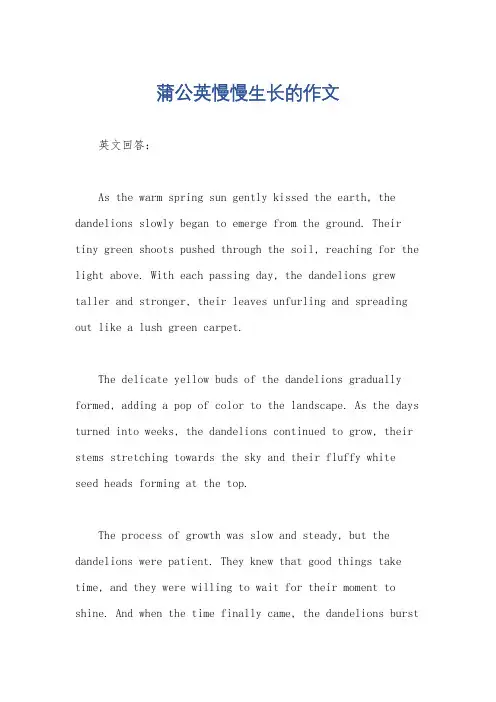 蒲公英慢慢生长的作文