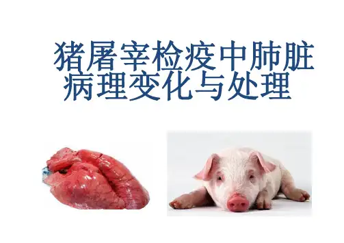 猪屠宰检疫中肺脏的病理变化与处理