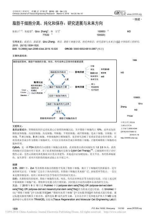 脂肪干细胞分离_纯化和保存_研究进展与未来方向_陈犹白