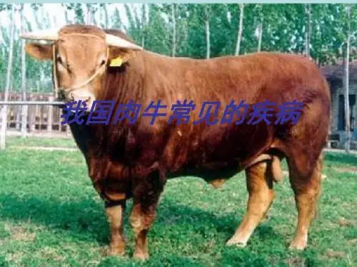 肉牛常见疾病PPT课件