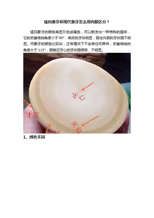 猛犸象牙和现代象牙怎么用肉眼区分？