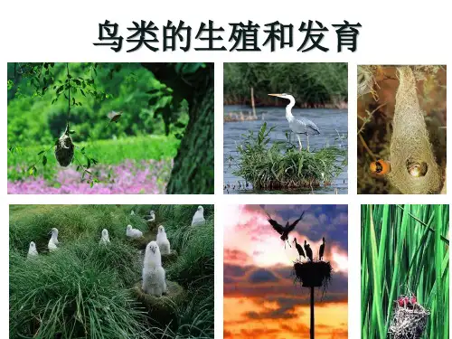 苏教版八年级生物下册第二十一章第四节鸟类的生殖与发育
