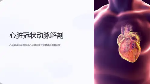 心脏冠状动脉解剖
