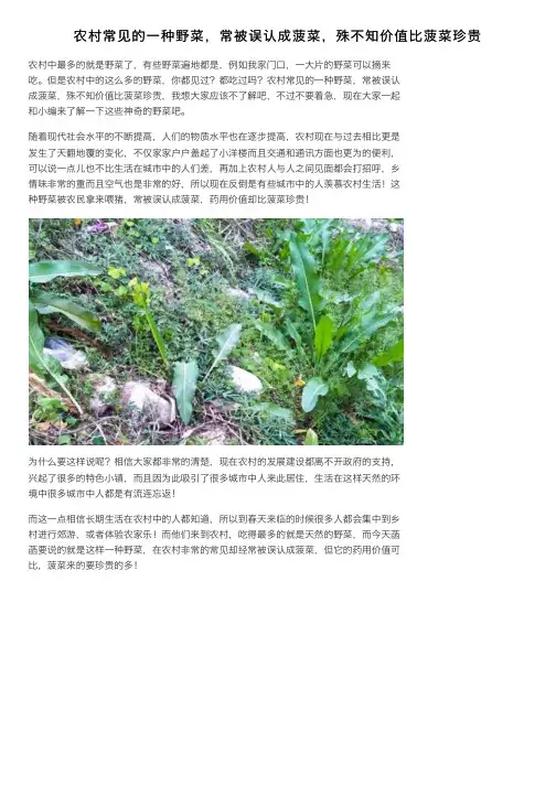 农村常见的一种野菜，常被误认成菠菜，殊不知价值比菠菜珍贵