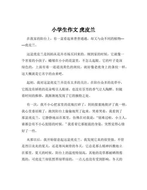 小学生作文 虎皮兰