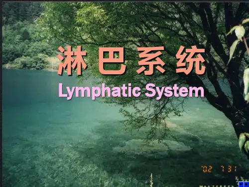 016淋巴系统_人体解剖学教学PPT课件
