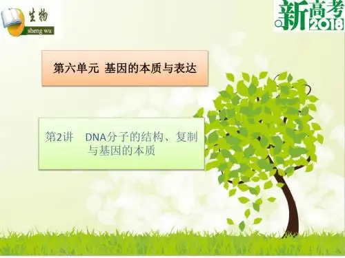 高考生物总复习第六单元基因的本质与表达第2讲DNA分子的结构、复制与基因的本质课件
