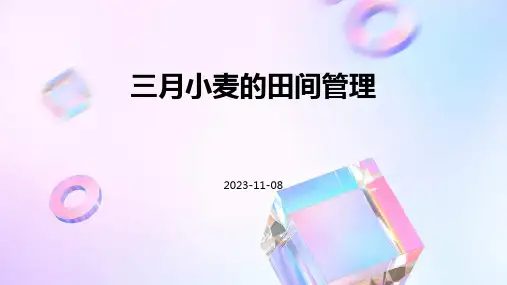 三月小麦的田间管理
