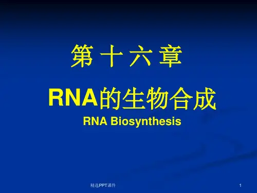 分子生物学-转录ppt课件