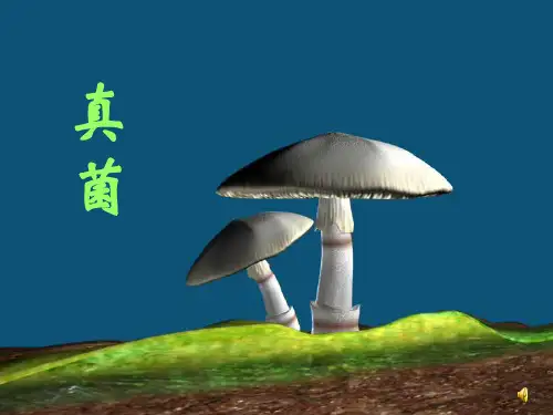 第三节真菌1ppt课件